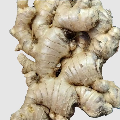 Indian Ginger