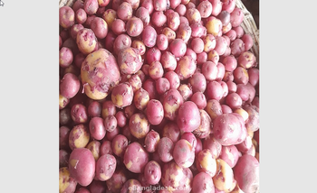 Potato (Deshi) 1 Kg